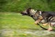Charly, U.S. Air Force 86th Security Forces Squadron military working dog, dashes through a field during bite training on Ramstein Air Base, Germany, June 25, 2018. K-9 units perform training daily with their MWDs to keep them mission ready. (U.S. Air Force photo by Senior Airman Devin Boyer)