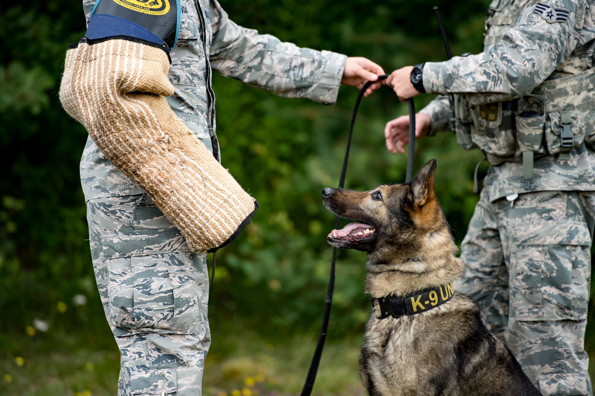 Charly, U.S. Air Force 86th Security Forces Squadron military working dog waits for a command as Staff Sgt. Miguel Novoa, 86th SFS MWD handler, hands the leash to Senior Airman Nicholas Willett, 86th SFS MWD handler, during bite training on Ramstein Air Base, Germany, June 25, 2018. Military working dogs have a chance to be adopted by previous handlers after retiring from the Air Force. (U.S. Air Force photo by Senior Airman Devin Boyer)