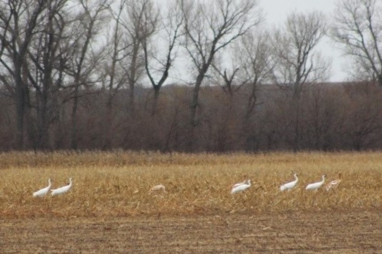 A flock of whooping cranes stop to feed and rest in a field at the U.S.Army Corps of Engineers, Kanopolis Lake during their fall migration. 

In 2017, conservation efforts in the U.S. and Canada have seen the population increase to an estimated 431 birds.