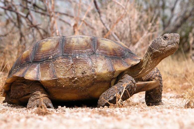 Desert Tortoise Adoption