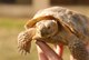 Desert Tortoise Adoption