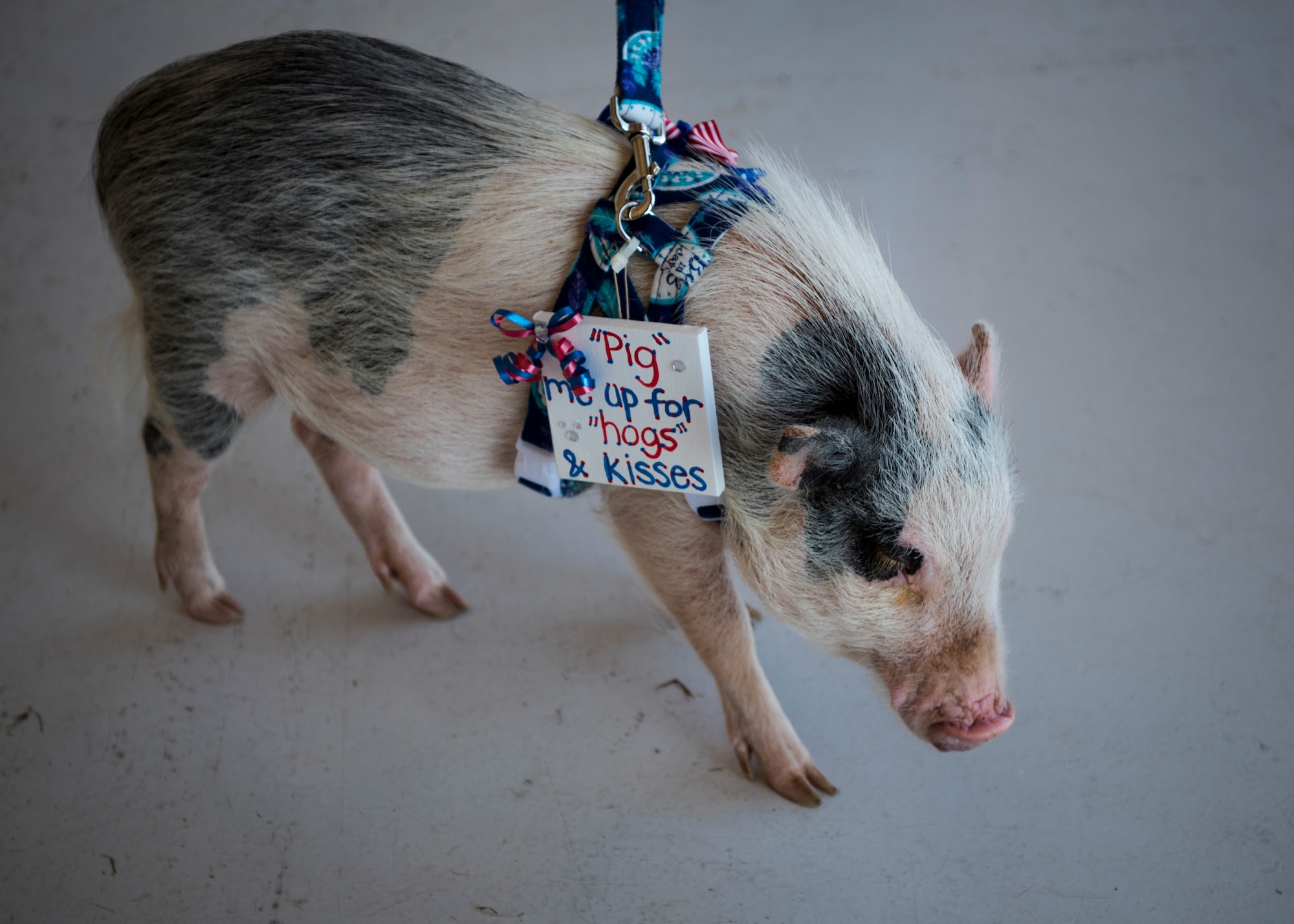 ‘Pearl’ awaits the arrival of her owner during the 41st Rescue Squadron’s (RQS) redeployment ceremony, July 10, 2018, at Moody Air Force Base, Ga. While deployed, the 41st RQS and the 41st Helicopter Maintenance Unit provided combat search and rescue capabilities and maintenance operations in support of Combined Joint Task Force-Horn of Africa. (U.S. Air Force photo by Airman Taryn Butler)