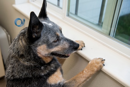 Blue Bell looks out the window during her visit to the Veterinary Treatment Facility at Joint Base Elmendorf-Richardson, Alaska, July 6, 2018. The facility, in Building 47815 between 5th and 6th Street on Davis Highway, offers a variety of services like canine and feline services, health certificates, sick call, allergy testing and more.