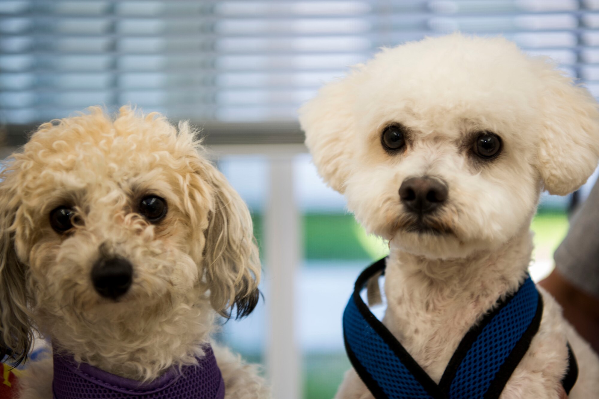 Mitzy and Max await their routine checks during their visit to the Veterinary Treatment Facility at Joint Base Elmendorf-Richardson, Alaska, July 6, 2018. The facility, in Building 47815 between 5th and 6th Street on Davis Highway, offers a variety of services like canine and feline services, health certificates, sick call, allergy testing and more.
