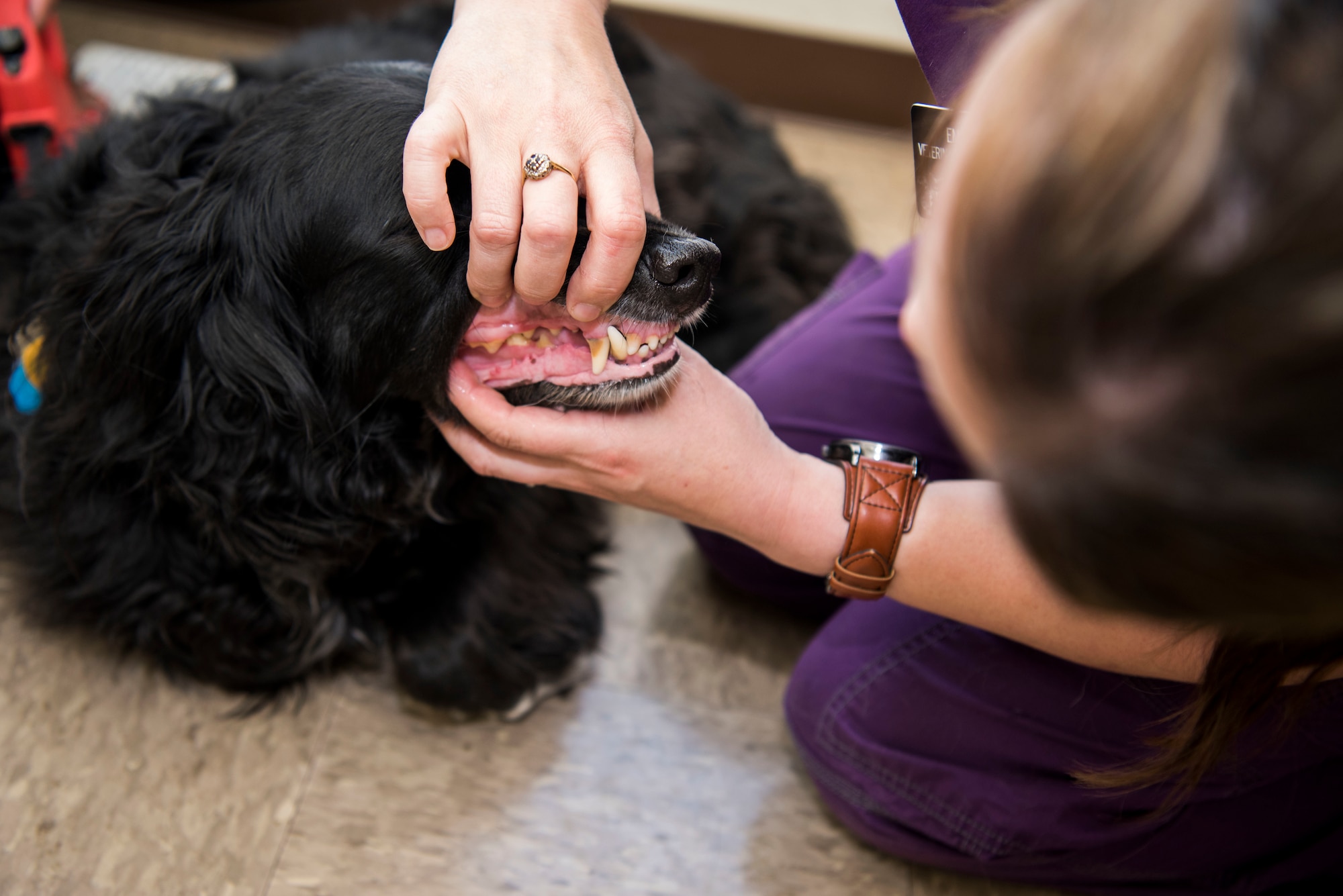 Emma Williams, a veterinary technician, examines Harley’s teeth during his visit to the Veterinary Treatment Facility at Joint Base Elmendorf-Richardson, Alaska, July 6, 2018. The facility, in Building 47815 between 5th and 6th Street on Davis Highway, offers a variety of services like canine and feline services, health certificates, sick call, allergy testing and more.