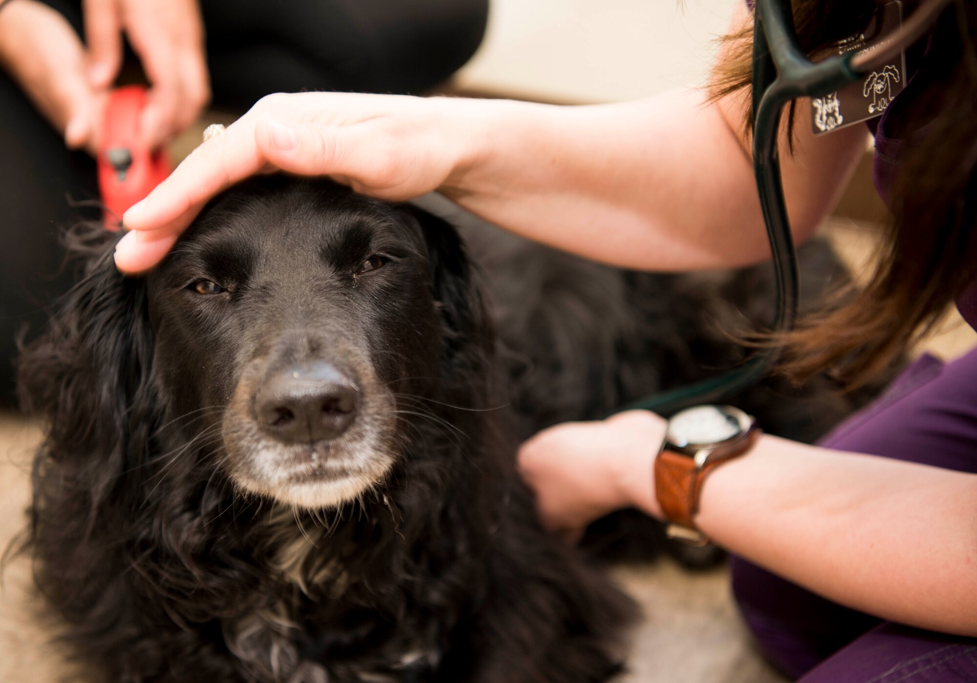 Emma Williams, a veterinary technician, examines Harley’s vitals during his visit to the Veterinary Treatment Facility at Joint Base Elmendorf-Richardson, Alaska, July 6, 2018. The facility, in Building 47815 between 5th and 6th Street on Davis Highway, offers a variety of services like canine and feline services, health certificates, sick call, allergy testing and more.