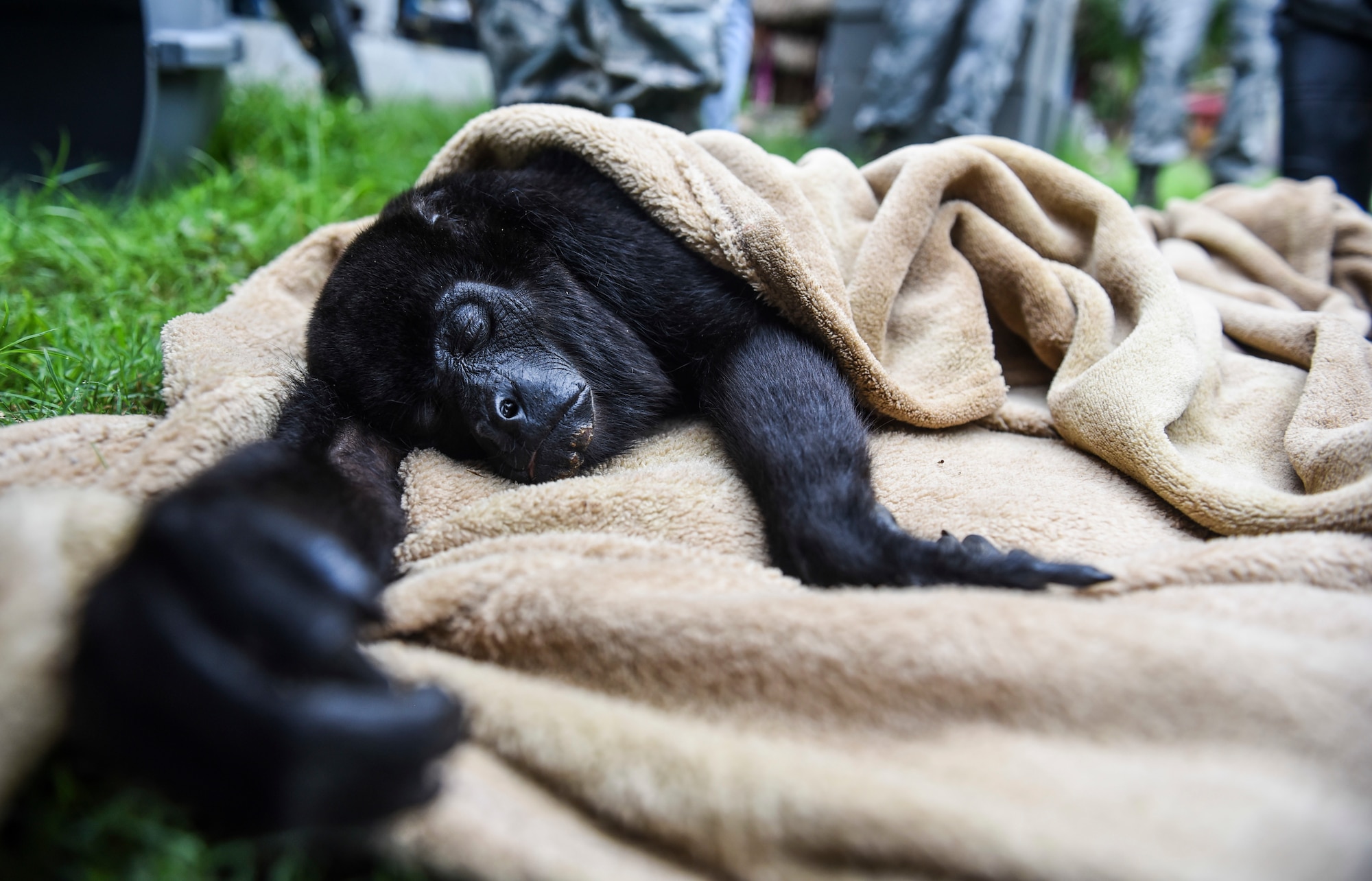 A monkey lays wrapped in a blanket after being tranquilized in Meteti, Panama, June 6, 2018. The monkey was tranquilized by U.S. Air Force doctors working with Panamanian counterparts as part of an Emerging Infectious Diseases Training Event during Exercise New Horizons 2018. (U.S. Air Force photo by Senior Airman Dustin Mullen)