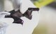 A bat is held by a biologist with the Gorgas Institute in Meteti, Panama, June 6, 2018. The bat was caught by doctors participating in an Emerging Infectious Diseases Training Event as part of Exercise New Horizons 2018. (U.S. Air Force photo by Senior Airman Dustin Mullen)