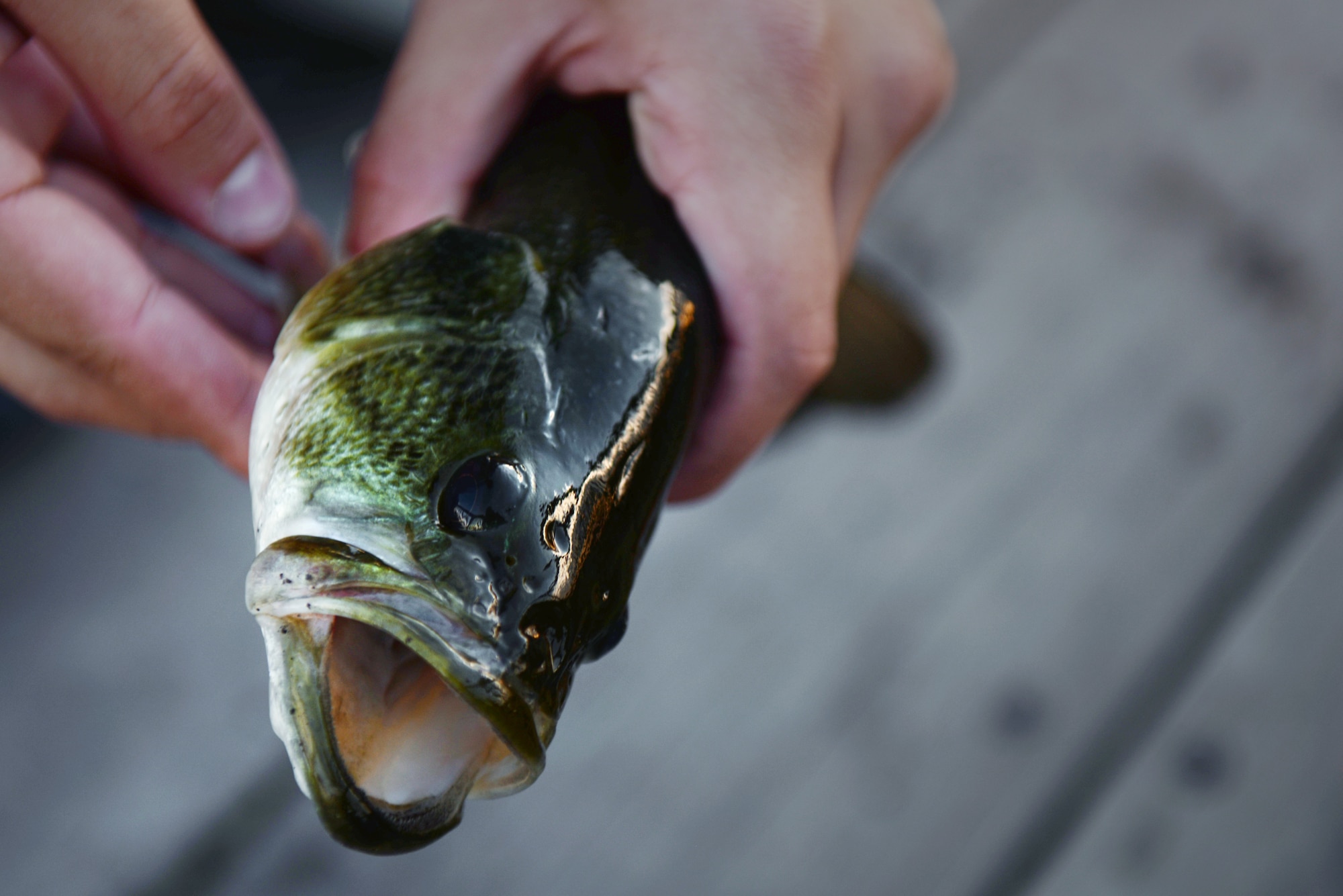 Airman John Ennis, a 28th Bomb Wing Public Affairs broadcast journalist, lifts up a bass at the Gateway Lake on Ellsworth Air Force Base, S.D., July 12, 2018. Fishermen are allowed to keep fish caught in the base lakes that are longer than 14 inches. (U.S. Air Force photo by Airman 1st Class Nicolas Z. Erwin)