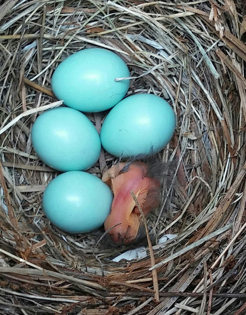 Bluebird hatchlings make their presence known