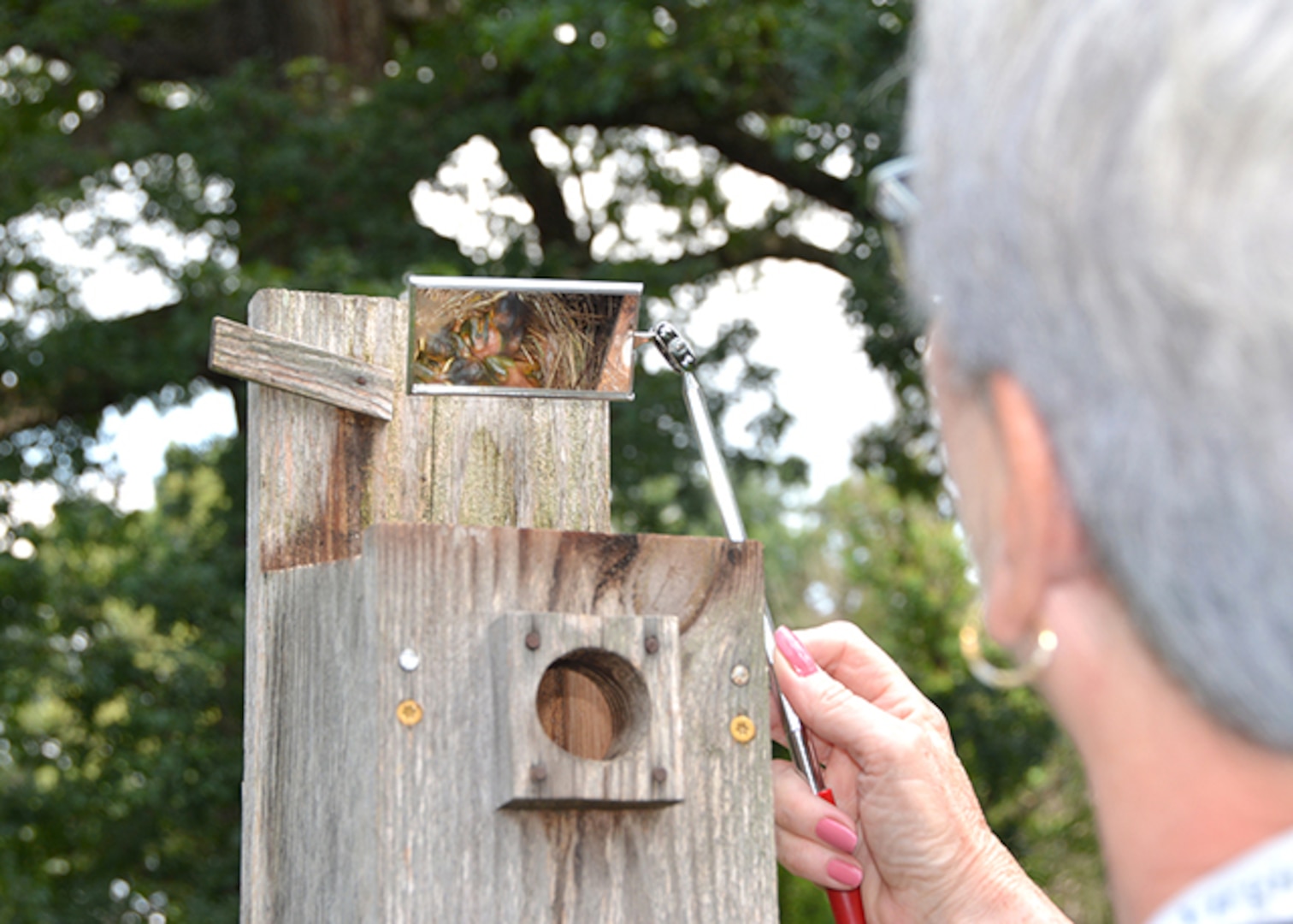 Bluebird hatchlings make their presence known