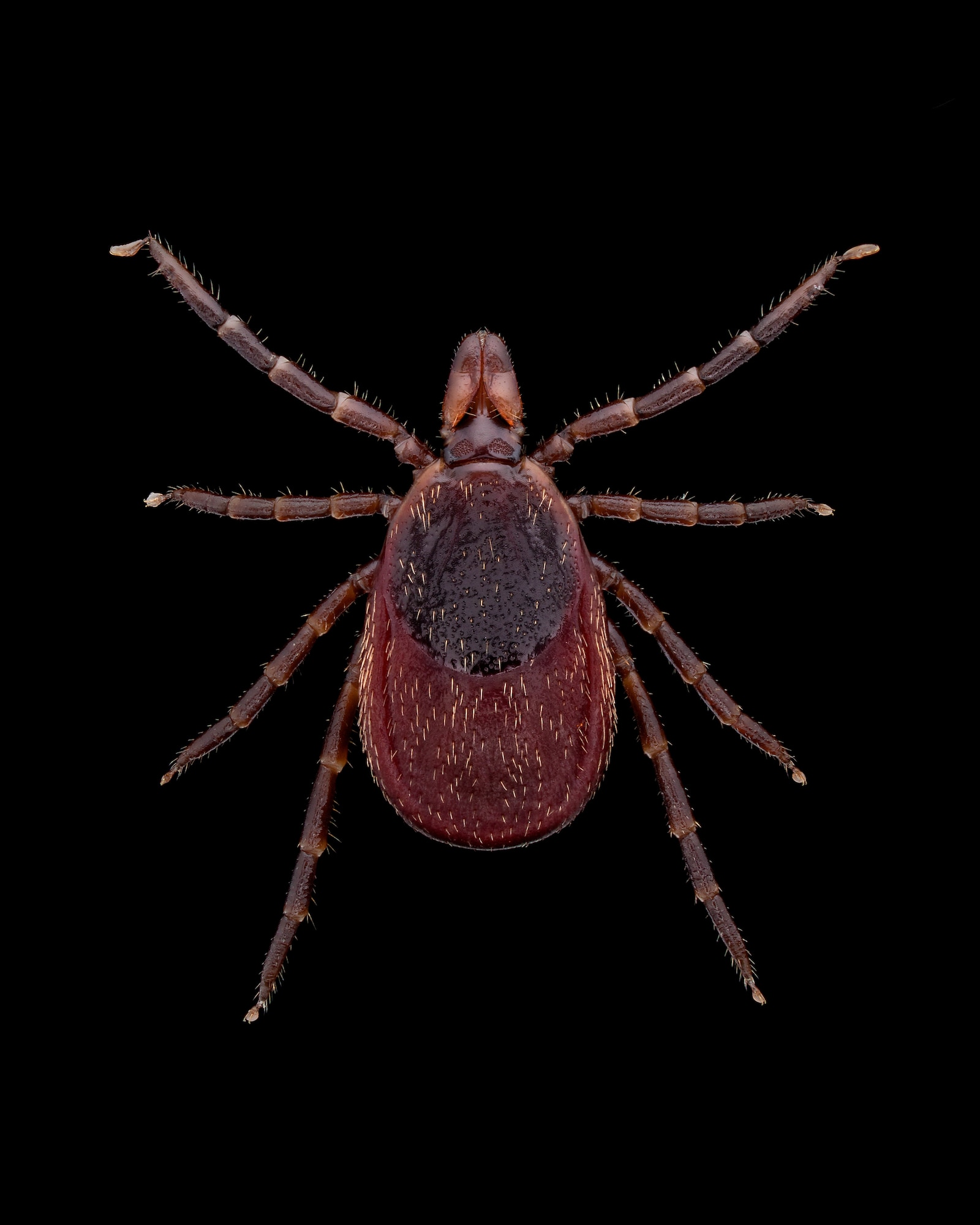The deer tick can carry Lyme disease. It is more common in the Northeast and upper Midwest parts of the U.S. If individuals remove attached ticks promptly, they can prevent tick-borne disease.