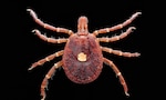 The lone star tick is the most common tick found in the southeastern U.S. One of the first things people can do to prevent a tick bite is to recognize tick habitats, and avoid them.