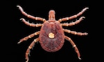 The lone star tick is the most common tick found in the southeastern U.S. One of the first things people can do to prevent a tick bite is to recognize tick habitats, and avoid them.
