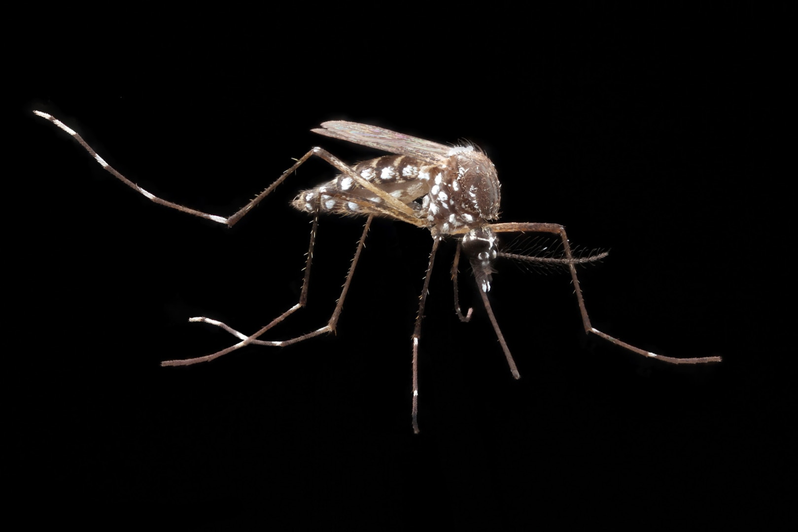 Aedes aegypti mosquitoes can transmit yellow fever, dengue fever and chickungunya. While not every mosquito is infected, experts believe it is important to use protective measures to prevent bites and the potential diseases they can carry.