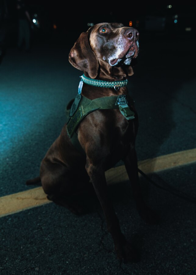 Nitro, an explosive detection K-9 with the Riverside Sheriff’s Department, participates in Operation Bono at Palm Springs International Airport, July 13, 2018. The purpose of Operation Bono is to provide unique training opportunities for federal, state, and local public safety bomb squads and military explosive ordnance disposal teams, as well as facilitates training and drills designed for bomb squads to employ their tactics while operating in the aviation domain in, and around PSP airport. (U.S. Marine Corps photo by Lance Cpl. Rachel K. Porter)