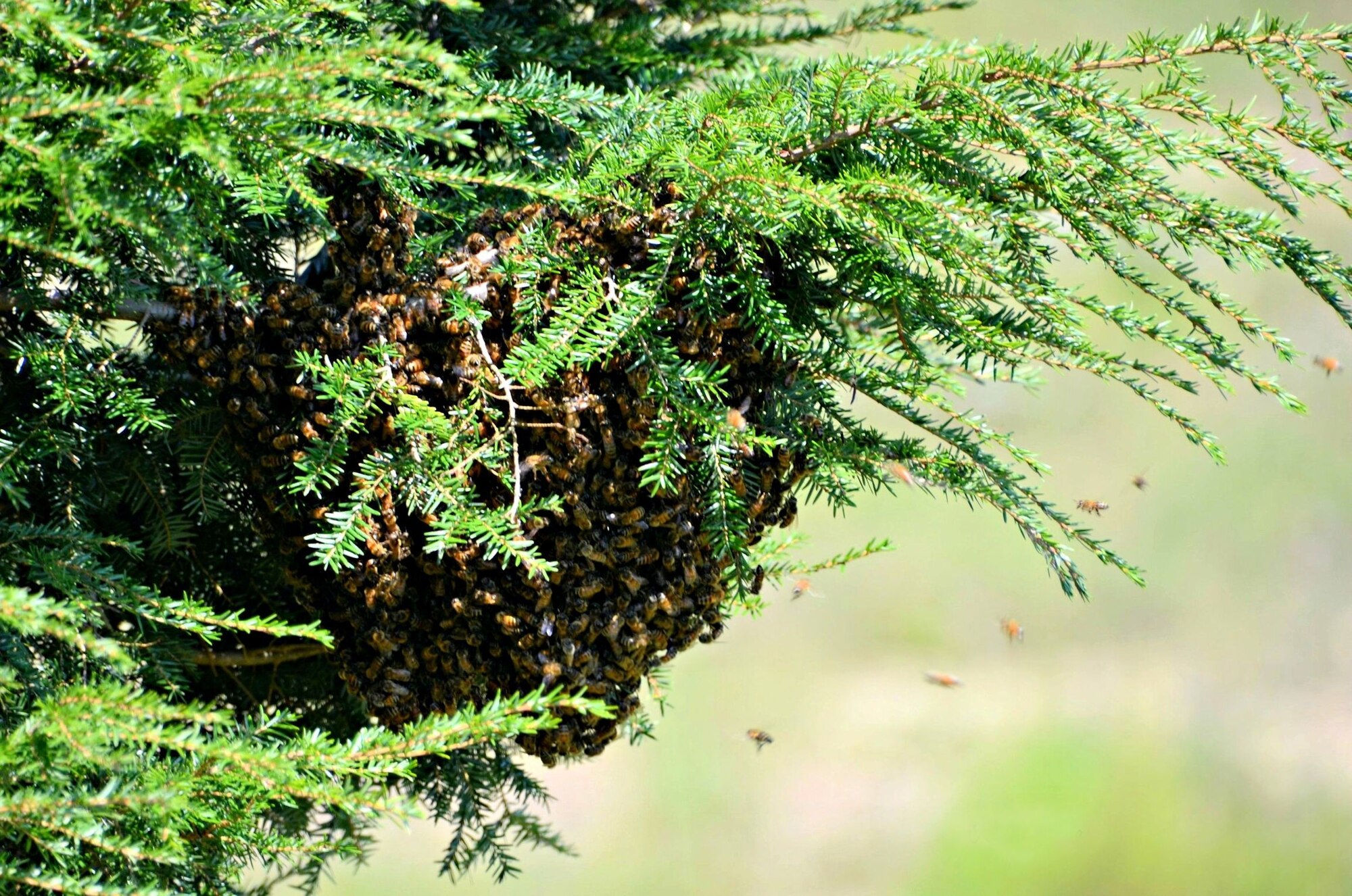 This honeybee swarm, or cluster of bees, was the start of Joe and Rita Migliaccio’s beekeeping hobby in 2016. The Migliaccio’s captured the swarm and gently shook them into a new hive. Today they have eight hives and thousands of honeybees. (Courtesy photo)