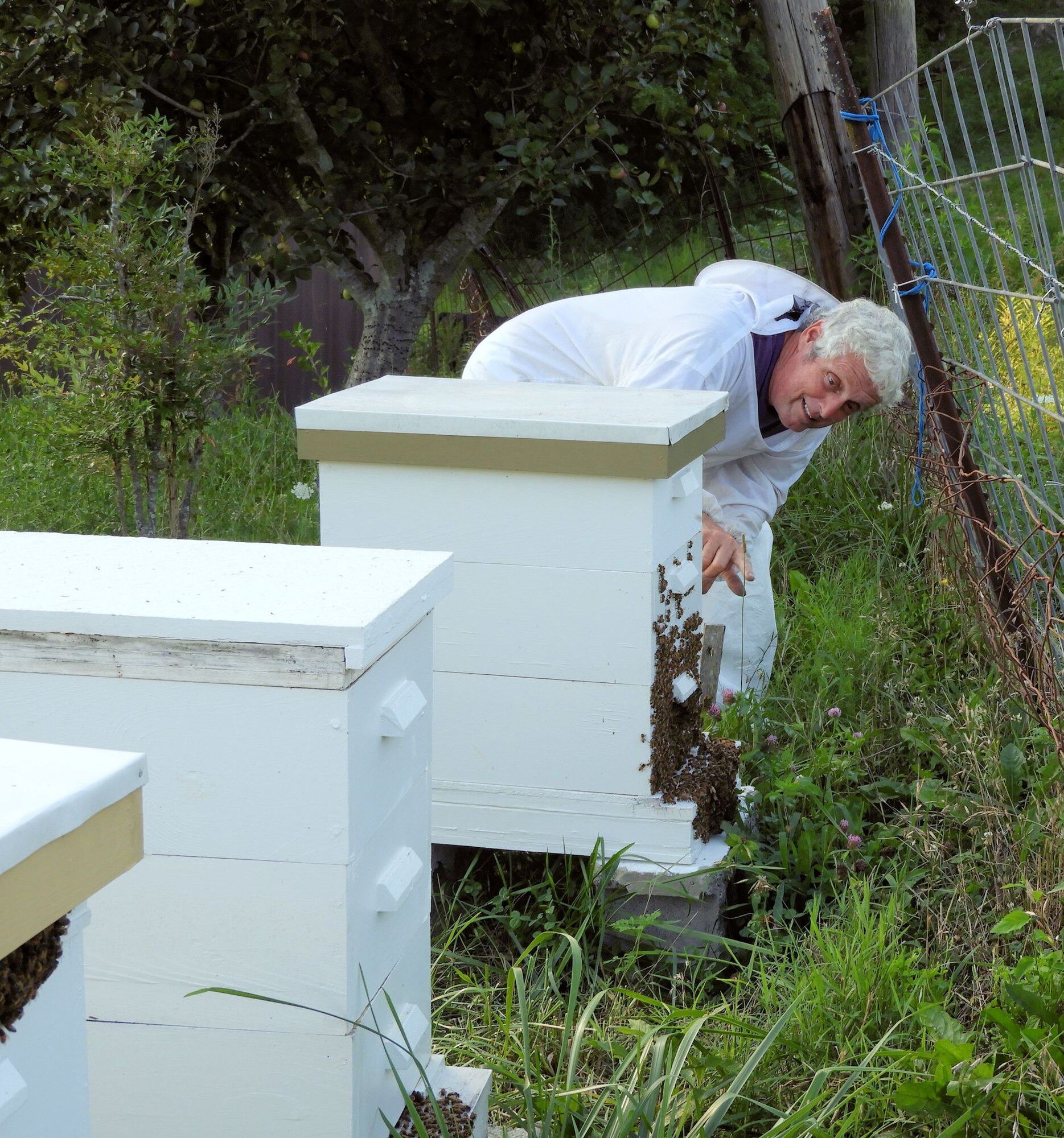 Joe Migliaccio, an AEDC engineering group manager, points out the honey bees gathered on the hives located on his property. Migliaccio and his wife Rita plant flowers that they think the bees would like to provide nectar and pollen for the colonies. (Courtesy photo)