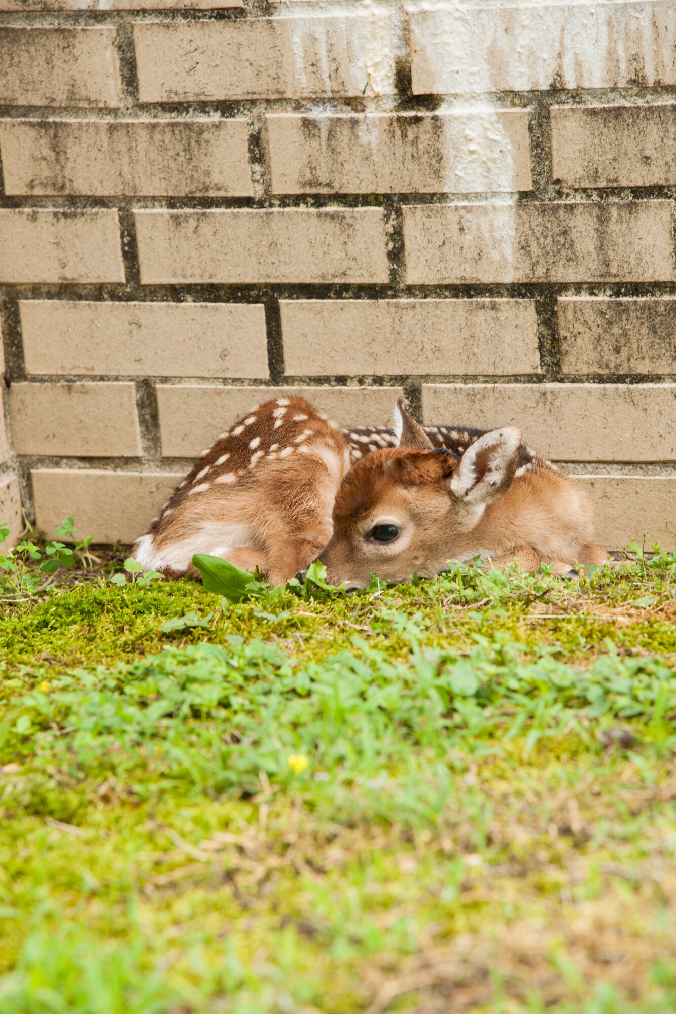 A whitetail fawn at the Administration and Engineering building waits for mother to return from foraging. (U.S. Air Force photo/Jacqueline Cowan)