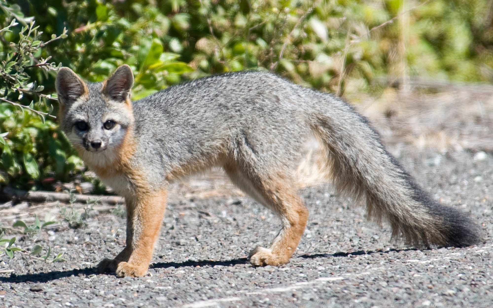 A grey fox hunts for small prey, August 14, 2011, Travis Air Force Base Calif.  Several acers of pristine federally protected land located on Travis provide an ideal environment for many species of flora and fauna. (U.S. Air Force Photo by Heide Couch)