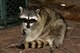 A raccoon prowls during the night time hours, November 19, 2011, Travis Air Force Base, Calif. Several acers of pristine federally protected land located on Travis provide an ideal environment for many species of flora and fauna.(U.S. Air Force Photo by Heide Couch)