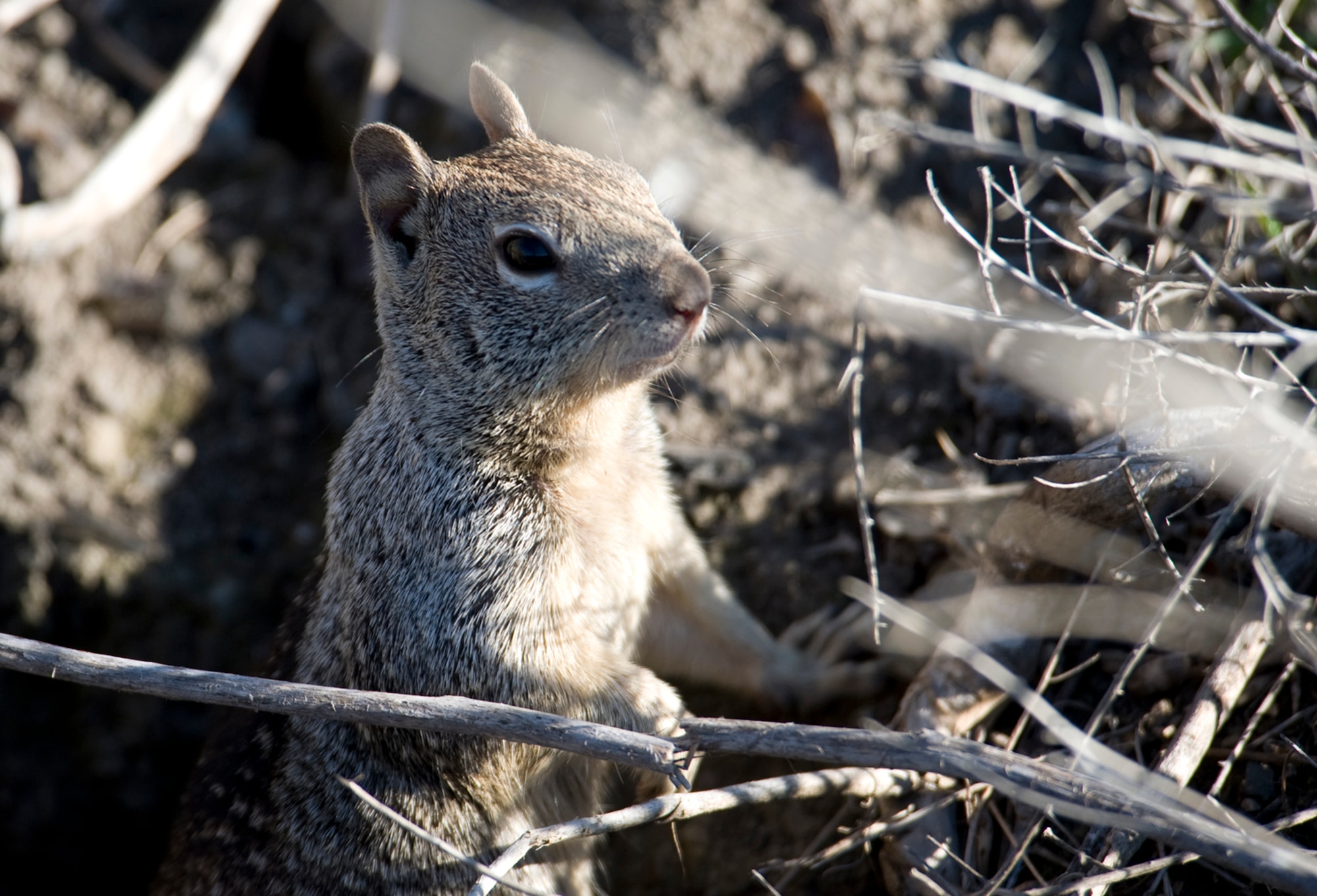 The California ground squirrel (Otospermophilus beecheyi), also known as the Beechey ground squirrel, is a common and easily observed ground squirrel at Travis Air Force Base, Calif. Several acers of pristine federally protected land located on Travis provide an ideal environment for many species of flora and fauna.(U.S. Air Force Photo by Heide Couch)