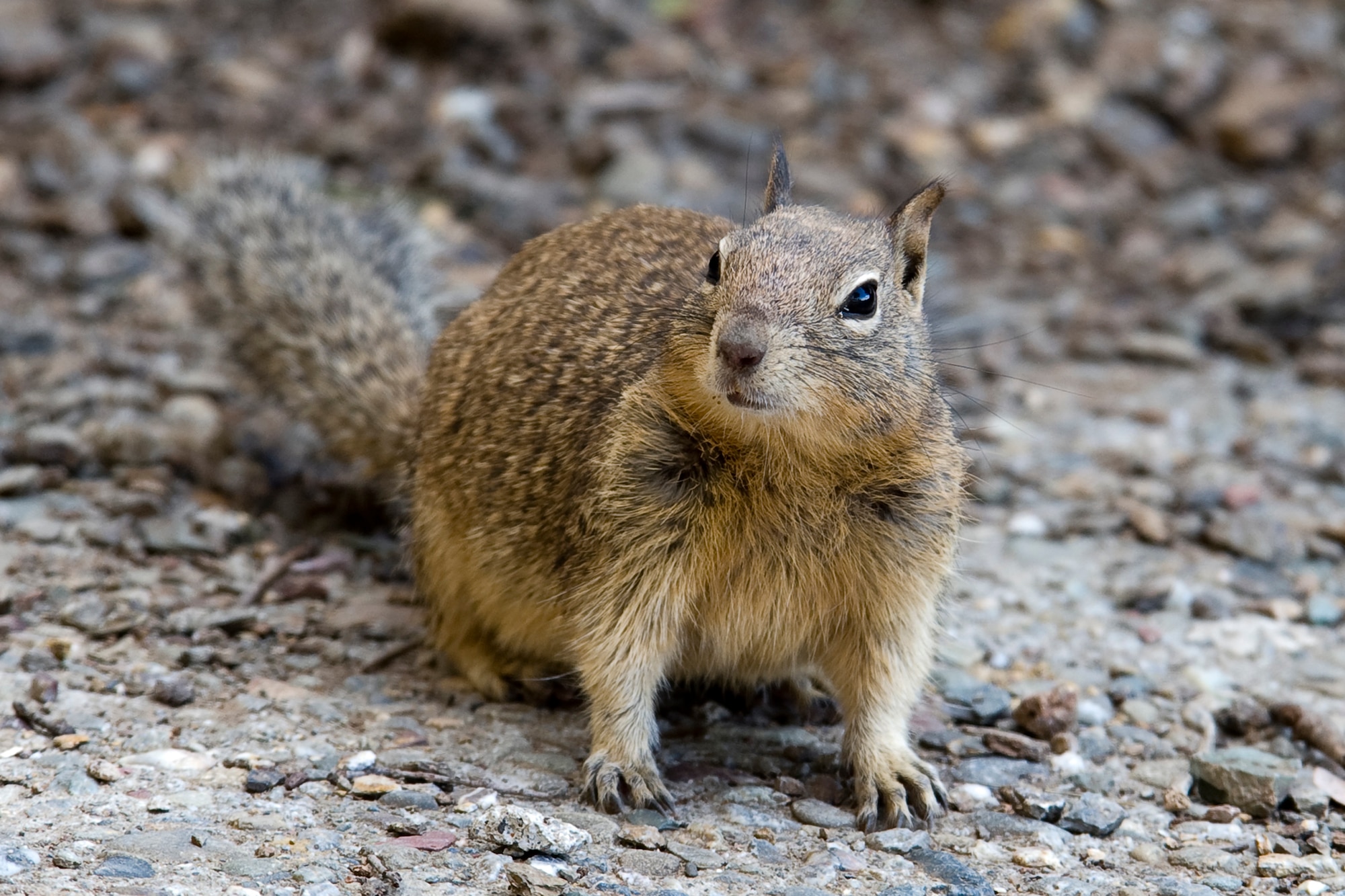 The California ground squirrel (Otospermophilus beecheyi), also known as the Beechey ground squirrel, is a common and easily observed ground squirrel at Travis Air Force Base, Calif. Several acers of pristine federally protected land located on Travis provide an ideal environment for many species of flora and fauna.(U.S. Air Force Photo by Heide Couch)