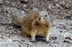 The California ground squirrel (Otospermophilus beecheyi), also known as the Beechey ground squirrel, is a common and easily observed ground squirrel at Travis Air Force Base, Calif. Several acers of pristine federally protected land located on Travis provide an ideal environment for many species of flora and fauna.(U.S. Air Force Photo by Heide Couch)