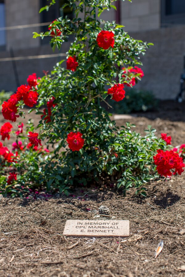 A rose bush dedicated to Cpl. Marshall E. Bennett, an Explosive Ordnance Disposal technician who was killed in action during the Korean War, is displayed at the EOD Memorial Rose Garden at Marine Corps Base Camp Pendleton, California, July 20, 2018. Bennett’s rose bush is one of 48 in the garden created to honor all EOD Marines who have died in the line of duty, both past and present. (U.S. Marine Corps photo by Cpl. Dylan Chagnon)