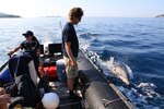 U.S. Navy Marine Mammal Program Performs Mine Clearance Operations During RIMPAC SOCAL 2018