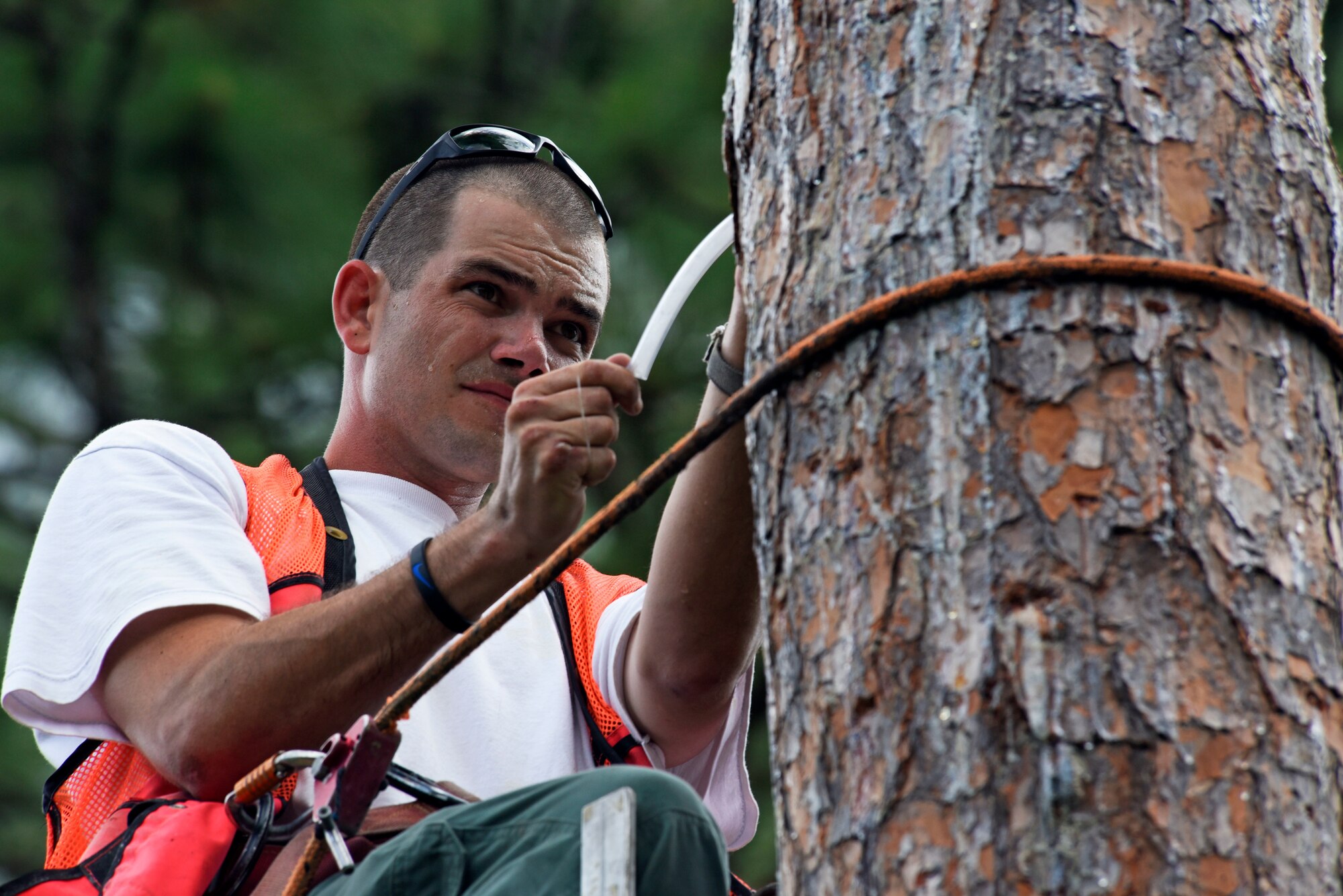 Hutch Collins, 20th Civil Engineer Squadron threatened and endangered species biologist, looks for baby red-cockaded woodpeckers in a tree cavity at Poinsett Electronic Combat Range at Wedgefield, S.C., May 30, 2018.