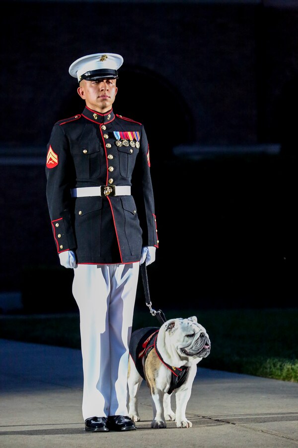 Corporal Troy Nelson, Marine Corps mascot handler, stands at attention with Sgt. Chesty XIV, the official Marine Corps mascot, during the Friday Evening Parade at Marine Barracks Washington, June 1, 2018. The hosting official for the parade was Lt. Gen. Rex McMillian, commanding general, Marine Forces Reserve and Marine Forces North, and the guest of honor was retired Lt. Gen. Robert M. Shea, chairman of Marine Toys for Tots Foundation Board of Directors and president and CEO of the Armed Forces Communications and Electronics Association. (Official Marine Corps photo by Cpl. Damon Mclean/Released)