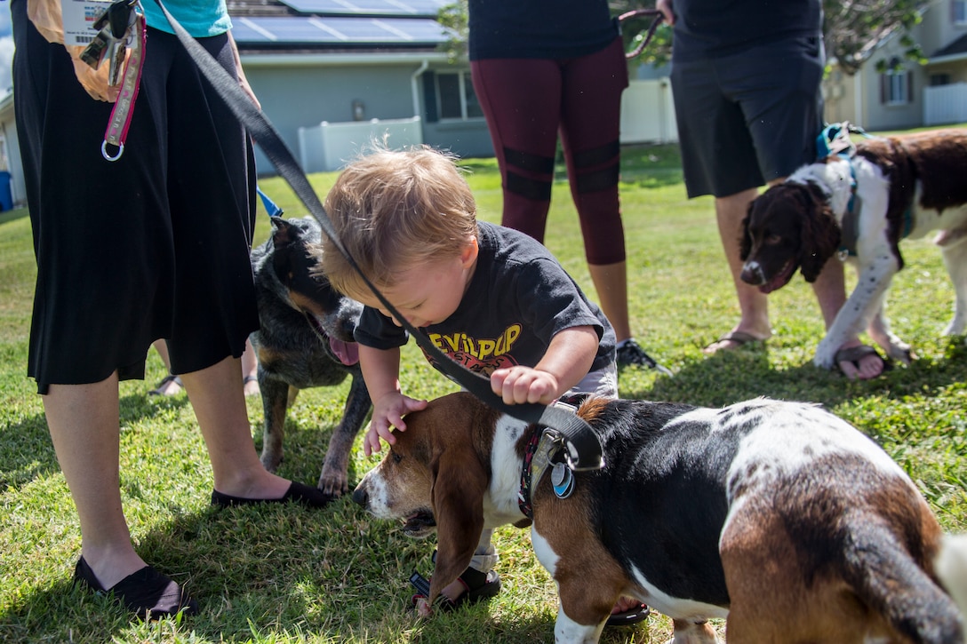 A child pets a basset hound at the new Pa Honua Dog Park, Marine Corps Base Hawaii, May 23, 2018. Pa Honua is a new park for dogs to exercise and socialize in a central area. (U.S. Marine Corps photo by Lance Cpl. Matthew Kirk)