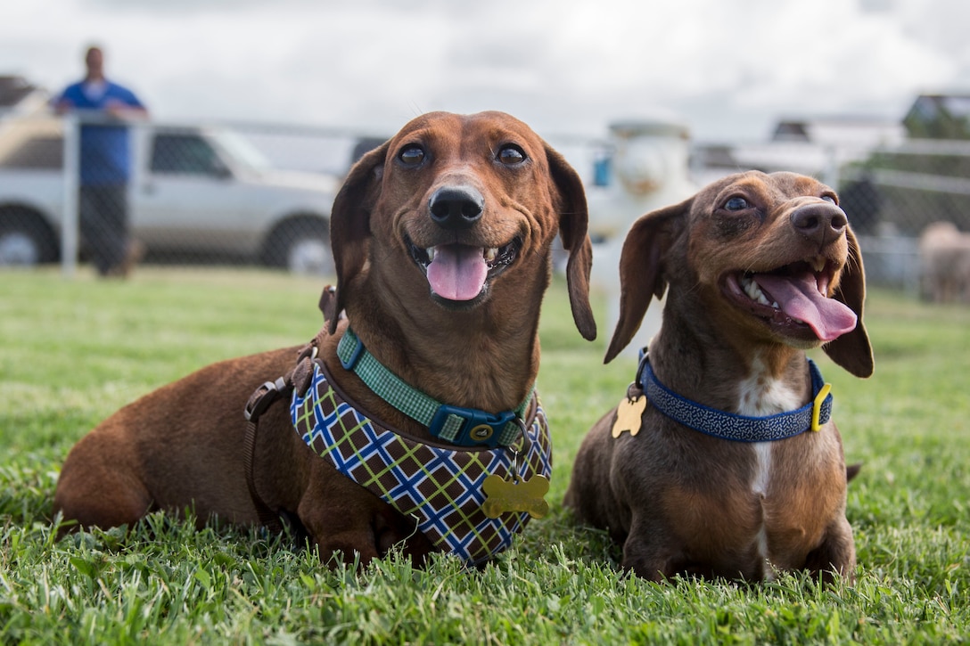 Oliver and Cooper pose for a photo at the new Pa Honua Dog Park, Marine Corps Base Hawaii, May 23, 2018. Pa Honua is a new park for dogs to exercise and socialize in a central area. (U.S. Marine Corps photo by Lance Cpl. Matthew Kirk)