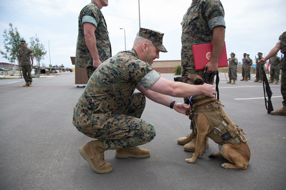 Lt. Col. Richard M. Martin, commanding officer of 1st Marine Raider Support Battalion, U.S. Marine Corps Forces, Special Operations Command, presents SOF multipurpose canine Nero with a U.S. Military Working Dog Medal during his retirement ceremony aboard Marine Corps Base Camp Pendleton, Calif. on May 21, 2018.  Nero received a Certificate of Appreciation and the U.S. Military Working Dog Service Award after five years of service including two combat deployments. (U.S. Marine Corps photo by Cpl. Bryann K. Whitley)