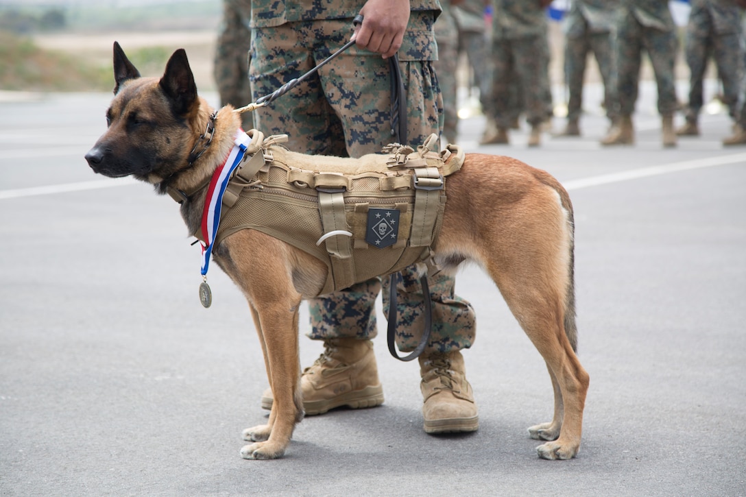 U.S. Marine Corps Forces, Special Operations Command SOF multipurpose canine Nero proudly displays his U.S. Military Working Dog Medal during his retirement ceremony aboard Marine Corps Base Camp Pendleton, Calif. on May 21, 2018.  During his five years of service, Nero served two deployments. Nero will be adopted and spend his retirement as a companion to his handler. (U.S. Marine Corps photo by Cpl. Bryann K. Whitley)