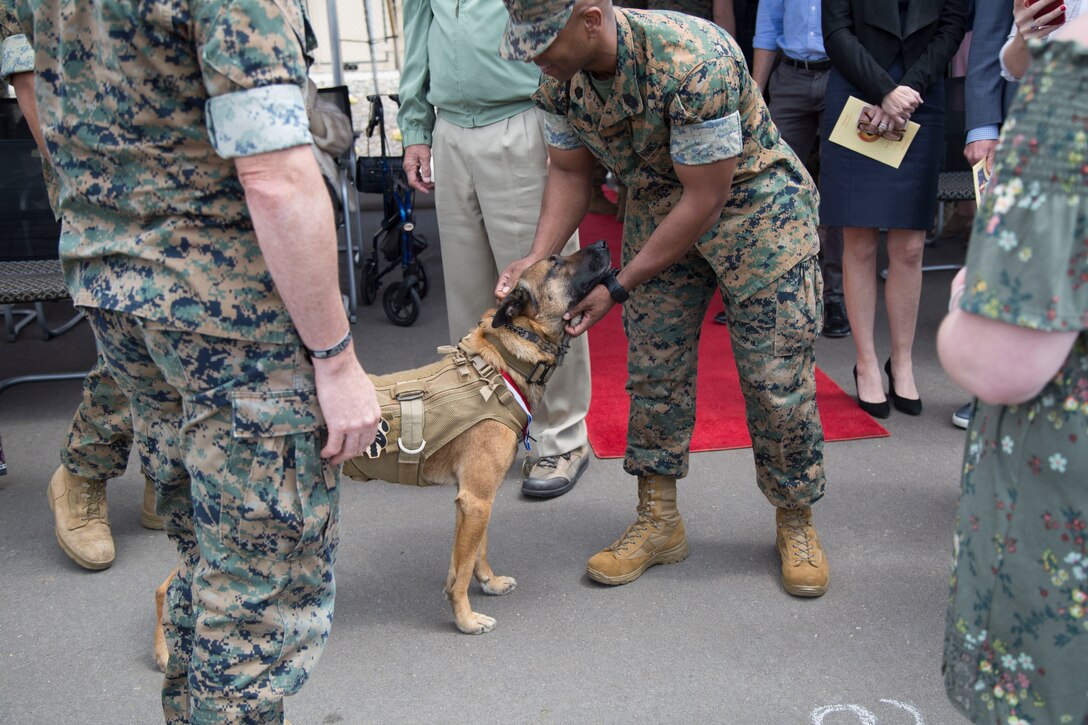 U.S. Marine Corps Forces, Special Operations Command SOF multipurpose canine Nero receives congratulatory scratches after his retirement ceremony aboard Marine Corps Base Camp Pendleton, Calif. on May 21, 2018.  During his five years of service, Nero served two deployments. Nero will spend his retirement as a companion to his handler. (U.S. Marine Corps photo by Cpl. Bryann K. Whitley)