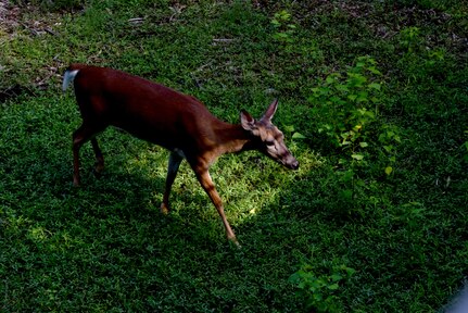 A deer wanders through the grass during an Exceptional Family Member Program event June 1, 2018, at the Charles Town Landing Zoo.
