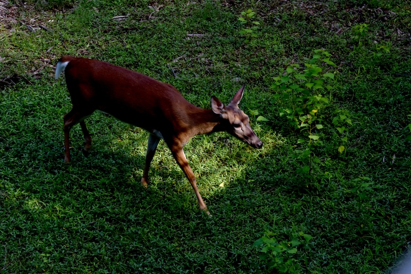 A deer wanders through the grass during an Exceptional Family Member Program event June 1, 2018, at the Charles Town Landing Zoo.