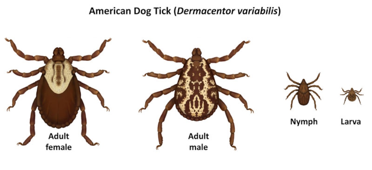 Don t be bugged by ticks mosquitoes Little Rock Air Force Base