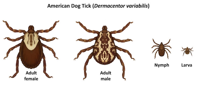 Four stages of a tick family, from largest female tick to baby larva.