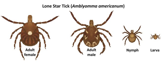 Four stages of tick family from largest female to smallest larva.