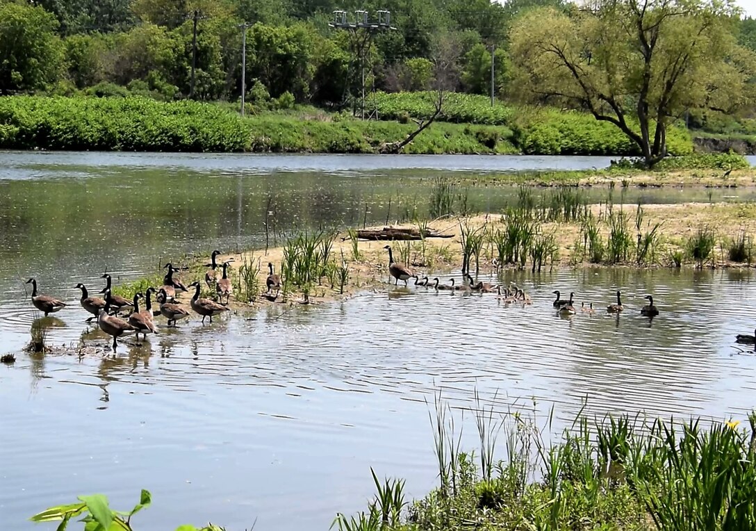 The Corps of Engineers ecosystem restoration project at Seneca Bluffs Natural Habitat Park, along the Buffalo River in South Buffalo, is approaching its final phase. The project team will plant native riverbank plant species to replace the invasive species like Japanese knotweed and phragmites removed last year.