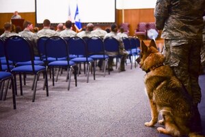 Military Working Dogs