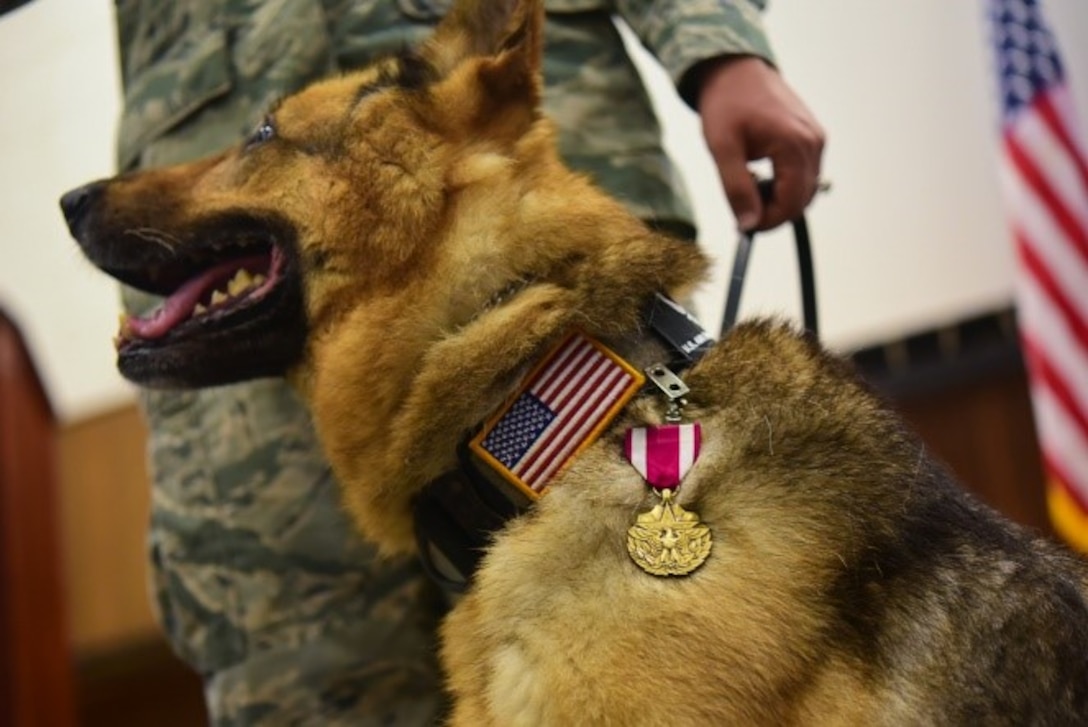 Military Working Dogs