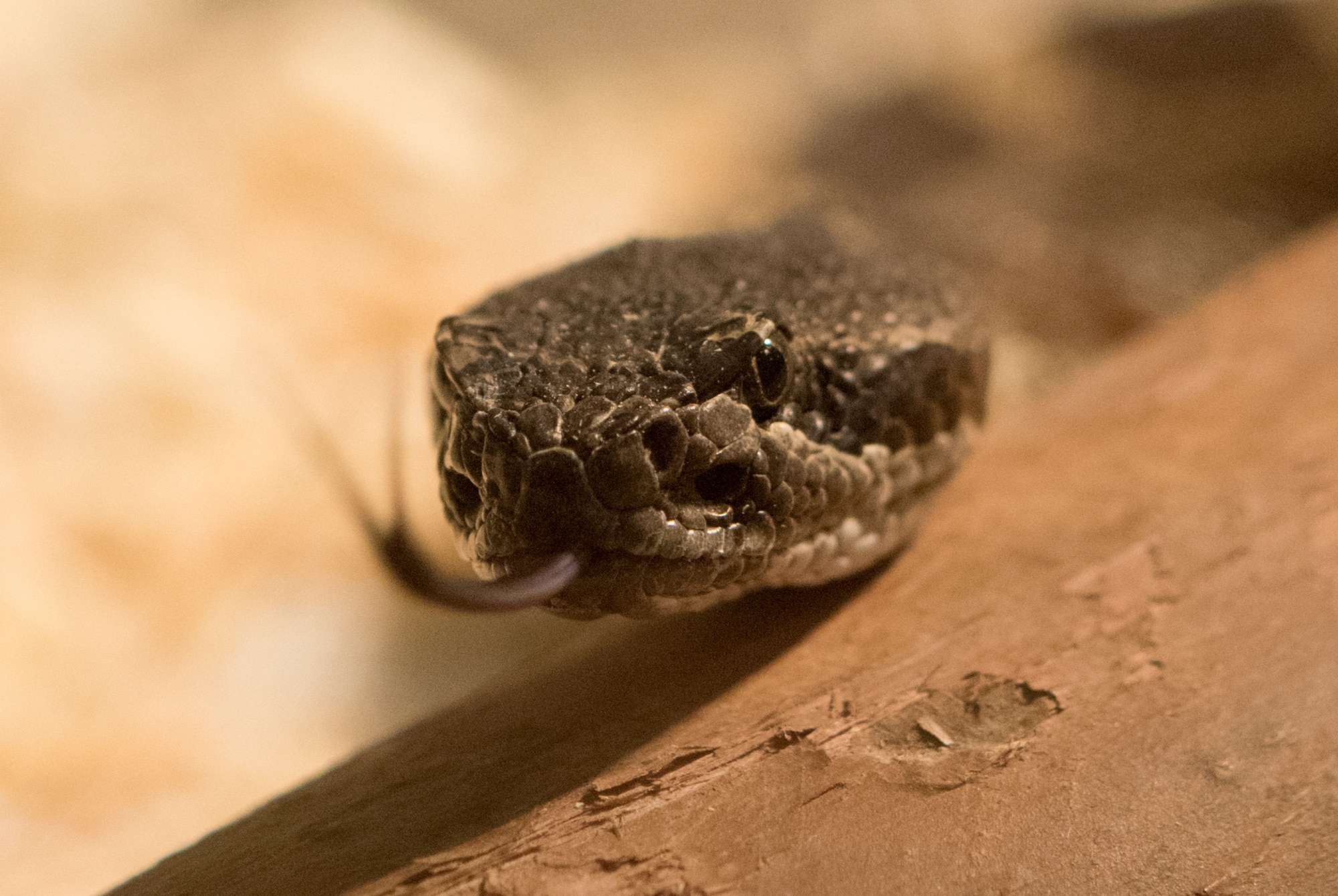 A western diamondback rattlesnake collected by 60th Civil Engineer Squadron pest management facility resides in a glass enclosure, May 24, 2018, Travis Air force Base, Calif. Usually a rare occurrence, entomology specialists can get called out to remove these reptiles from an unsafe situation.  (U.S. Air Force Photo by Heide Couch)