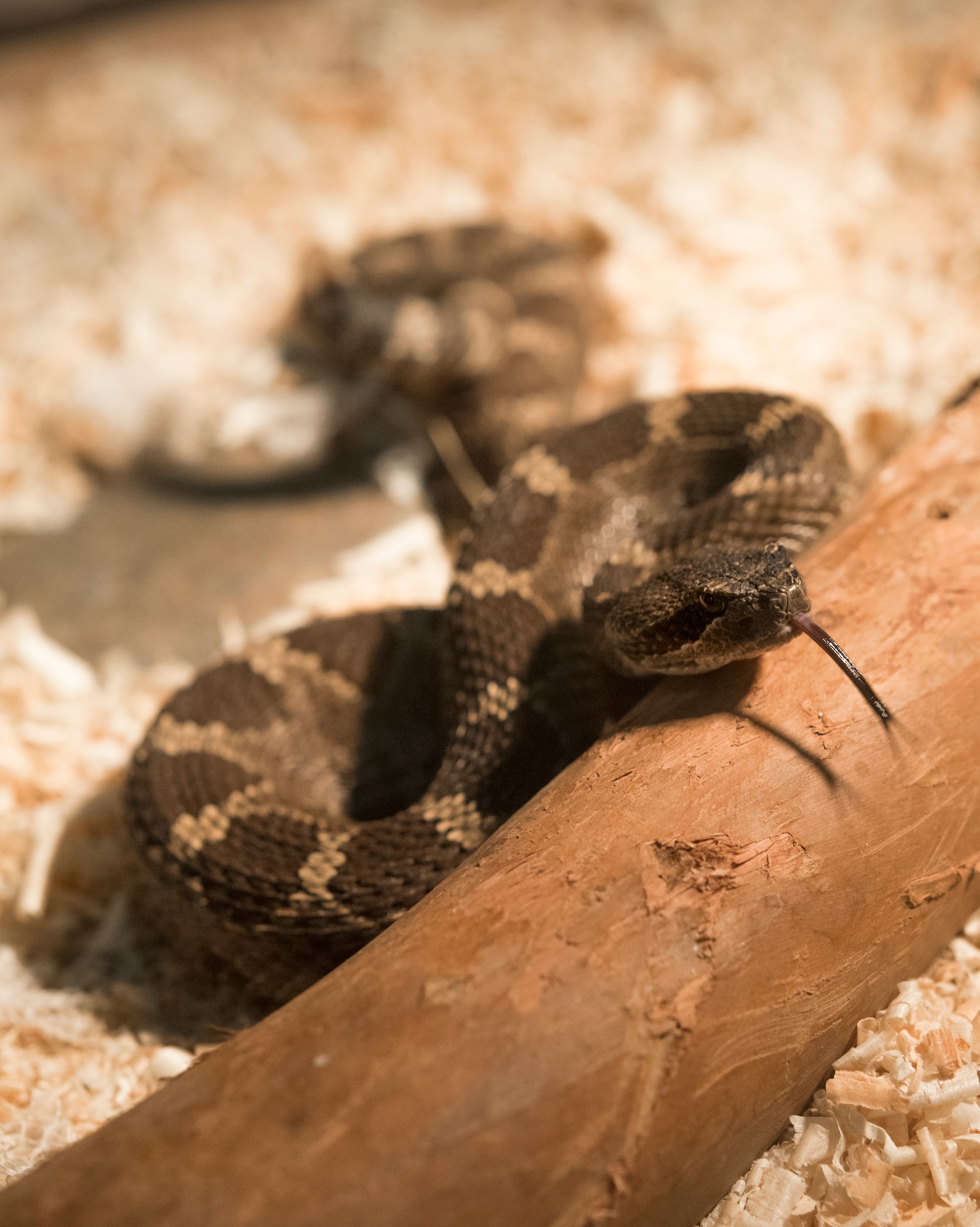 A western diamondback rattlesnake collected by 60th Civil Engineer Squadron pest management facility resides in a glass enclosure, May 24, 2018, Travis Air force Base, Calif. Usually a rare occurrence, entomology specialists can get called out to remove these reptiles from an unsafe situation.  (U.S. Air Force Photo by Heide Couch)
