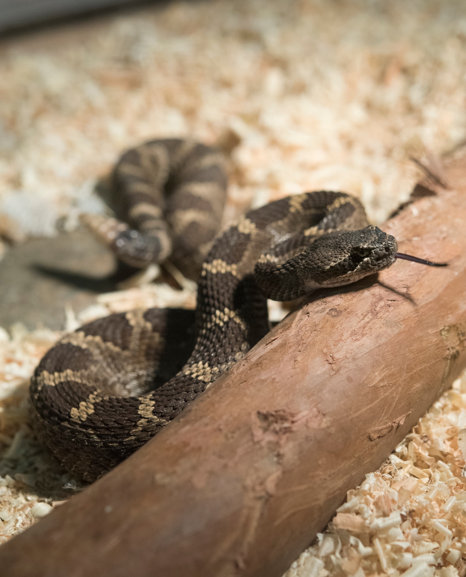 Eeekkkk It s a snake Travis Air Force Base News