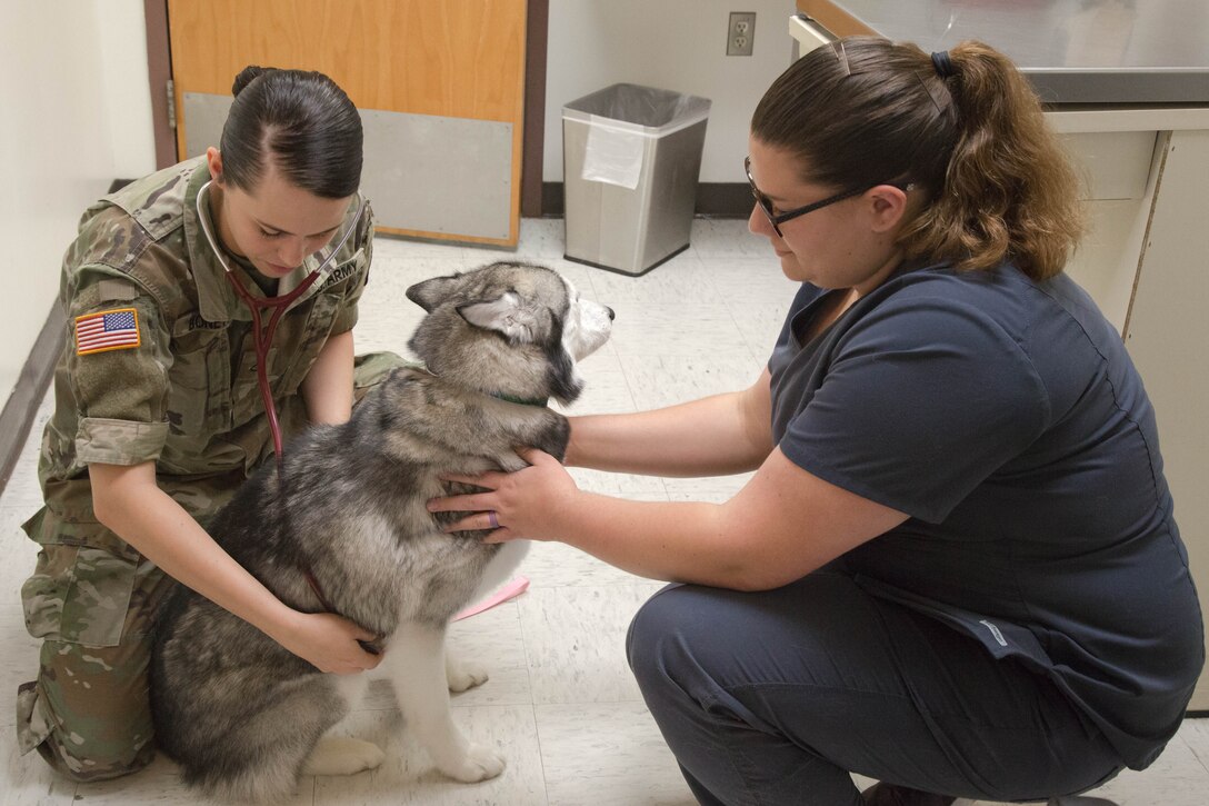 Army Pfc. Savannah Bonette, animal care specialist, Camp Lejeune Veterinary Treatment Facility, left, checks Iba, a Siberian Husky, for her microchip while her owner, Adrienne Patz, holds her still, May 15.