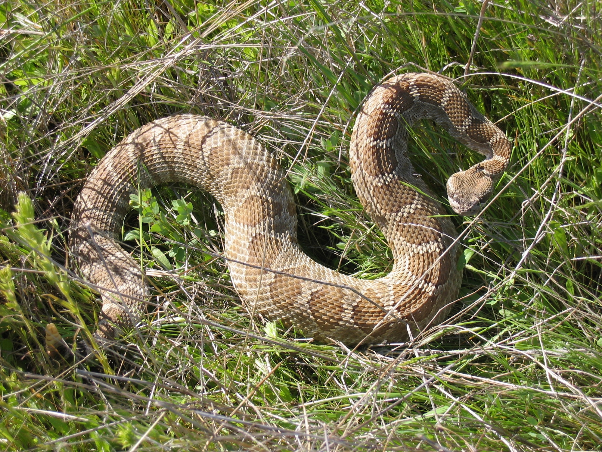 A rattlesnake slithers in the grass at Beale Air Force Base, California. Rattlesnakes are one of the species of snakes found in California. (Courtesy photo by Bruce S. Reinhardt)